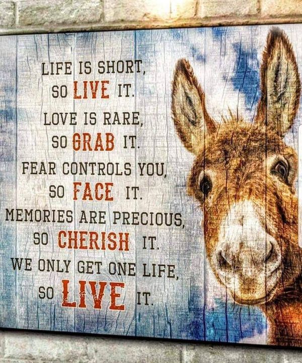 BEST Love is rare so grab it Donkey Canvas 9
